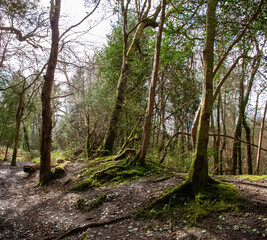 Naklejka premium Path in a Cornish forest