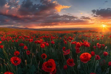 Raamstickers poppy field at sunset, beautiful nature © Miss V