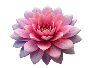 Pink lotus flower blooming