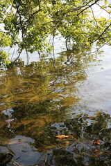 Obraz na płótnie Canvas Shallow water along the lake shore.