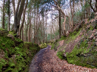 Footpath in a Cornish forest