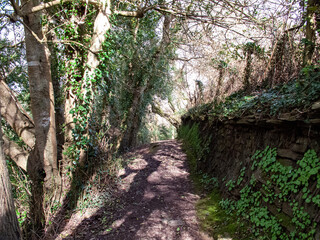 Cornish Ancient Stone Wall