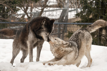 シンリンオオカミ 旭山動物園 2024.03.17撮影

SONY a7c2 + TAMRON 50-400mm 