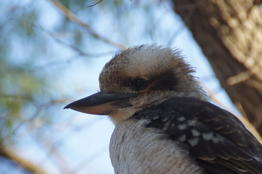 Kookaburra