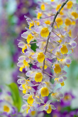 Dendrobium Farmeri-Thyrsiflorum a primary hybrid dendrobium orchid flower