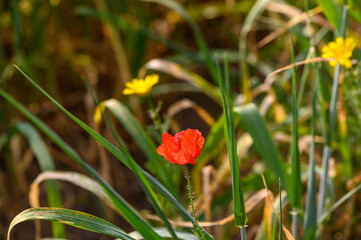 One bright red poppy in the middle of young wheat field with blue sky on a summer day 1