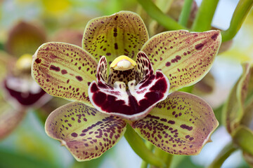 Cymbidium Harriet Ishitani 'Orange Puma', a stunningly patterned, large sized, cymbidium orchid flower 
