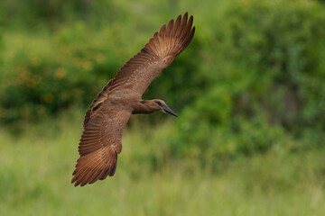 Hamerkop - Scopus umbretta  medium-sized brown wading bird. It is the only living species in the genus Scopus and the family Scopidae. Brown bird in flight with green natural background in Africa - 766319733