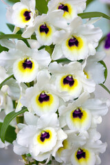 Dendrobium Snow Kiss 'Cielo' SSM/JOGA, a Yamamoto type dendrobium medal winning orchid flower