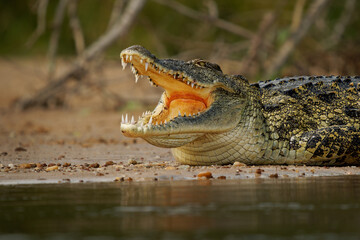 Nile Crocodile - Crocodylus niloticus large crocodilian native to freshwater habitats in Africa, laying on the riverside and opening mouth with big teeth. Big dangerous reptile in Uganda - 766319965