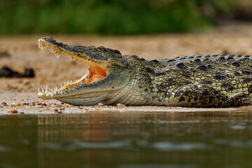 Nile Crocodile - Crocodylus niloticus large crocodilian native to freshwater habitats in Africa, laying on the riverside and opening mouth with big teeth. Big dangerous reptile in Uganda - 766319985