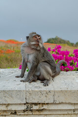 Long-tailed macaque Monkey Ubud Bali Indonesia at a temple surrounded by flowers