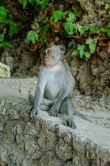 Long-tailed macaque Monkey Ubud Bali Indonesia