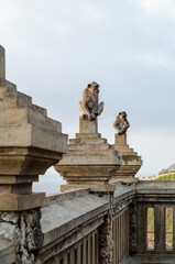 Three Long-tailed macaques Monkey Ubud Bali Indonesia at sunset temple