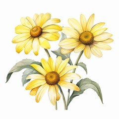 Watercolor daisy clipart with white petals and yellow centers, isolated on white background