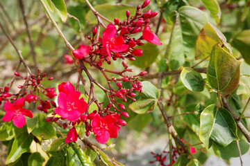 テイキンザクラ