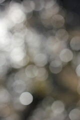 Obraz premium A blurry dreamy view of the sun shining thru the trees.