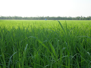Obraz premium Green rice fields under the evening sun In a rural area in Thailand