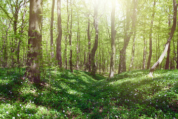 The periwinkle flowers cover the soil of the sun-drenched leafy forest.