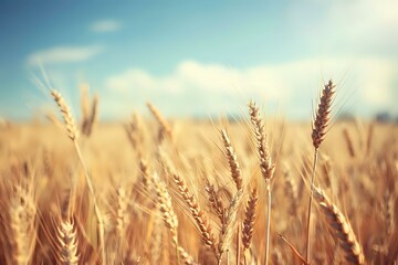 golden wheat field at sunset. Generative AI