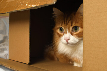 Red cat watching from a cardboard box, domestic cat in a cardboard box. Close-up