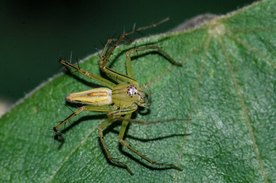 Macro photo of a grass lynx spider on a green leaf. Intricate and detailed. Arachnid in nature.