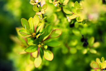 Green plant leaves nature blurry background