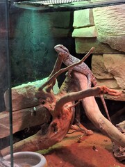 lizard on the ground, bearded Agama lizard crawls on the branches of trees