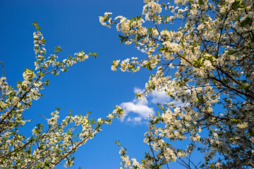 Flowering tree branches against a blue sky in spring