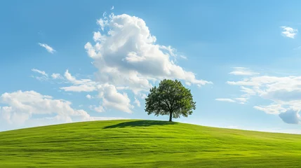 Fotobehang Lone Tree on Vibrant Green Hill Under Blue Sky © marishatti