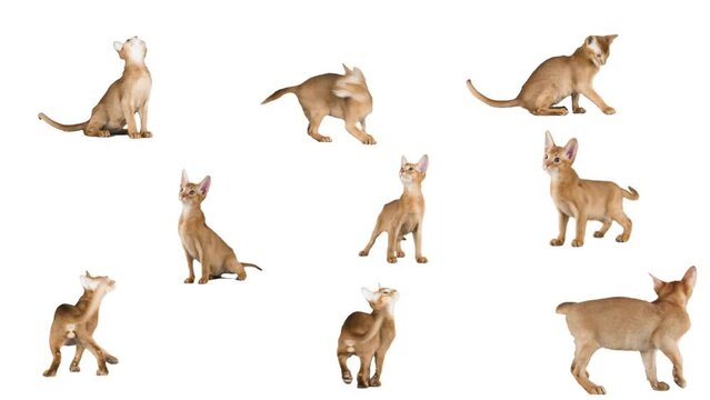 A set of kittens on a white background