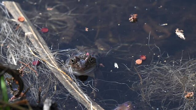 Frosch im Gartenteich