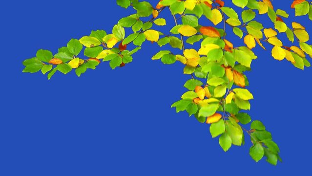 yellow leaves on a tree branch on a blue screen