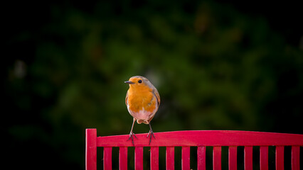 a robin, erthacus rubecula, in the garden on a feeder at a spring morning © Chamois huntress