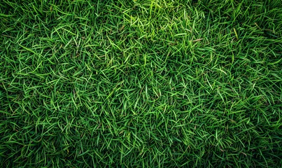 Crédence de cuisine en verre imprimé Herbe lush green grass, grass field background, green background top view