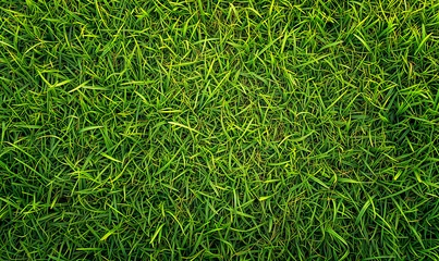 Papier Peint photo autocollant Herbe lush green grass, grass field background, green background top view