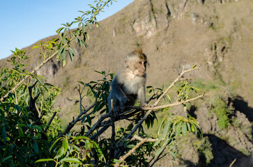 Baby Monkey in Ubud Bali Guided Sunset Hike to the Summit of Mount Batur 