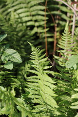 Green fern leaves growing in the wild forest.