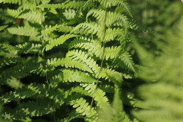 Green fern leaves growing in the wild forest.