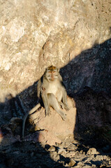 Monkey in Ubud Bali Guided Sunset Hike to the Summit of Mount Batur 
