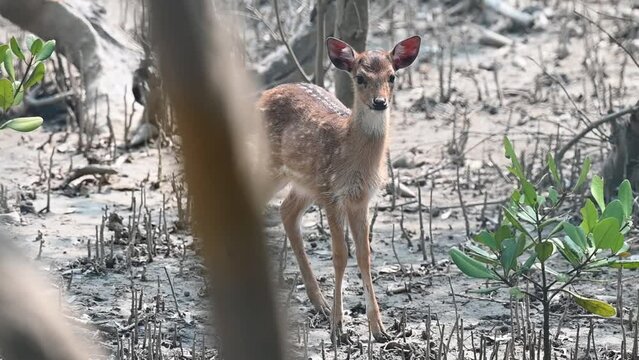 Solitary deer fawn on the edge of the forest in Sundarbans national park
