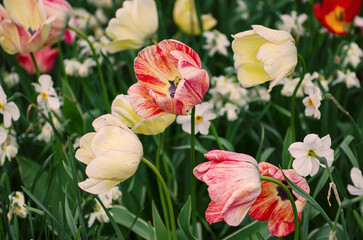 Red and white tulip flowers