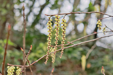  垂れ下がるキブシの花