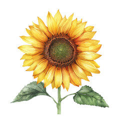 beautiful sunflower vector illustration in watercolour style