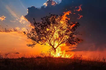 Fotobehang silhouette of the burning bush, biblical story of God's call © furyon