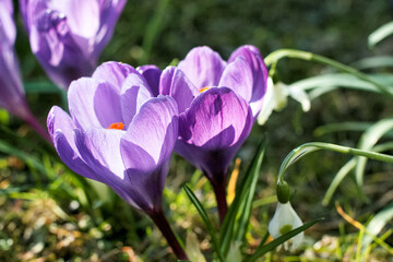 crocus flowers in spring in a small park near the center of Munich