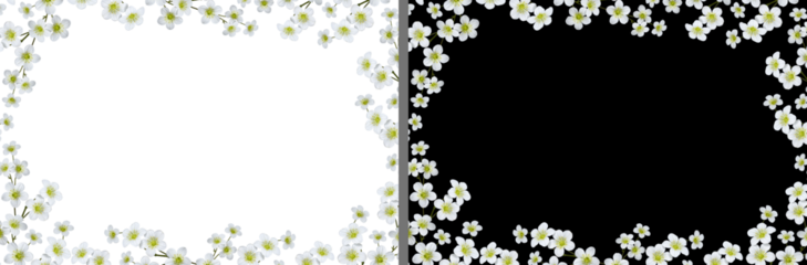 Delicate floral frame of white flowers Saxifraga arendsii. Design element for creating collage or design, wedding cards and invitations. Overlay background.