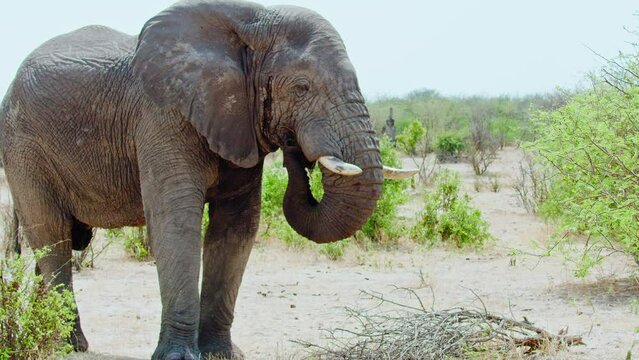 African Elephant in Botswana