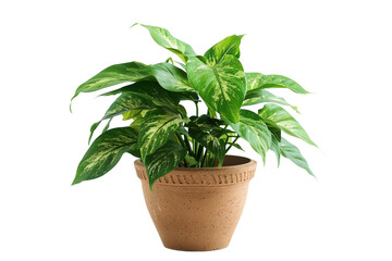 Broadleaf Plant in a Pot Isolated on Transparent Background