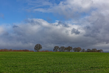 Obraz premium A line of Bare Trees at the top of the Hill of Stracathro with dark clouds building under a blue sky on a windy day in March.